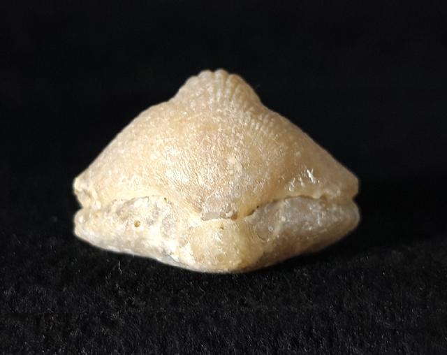 Cyclothyris vespertilio (BROCCHI 1813) - Bild © FossNet FossilienStore
